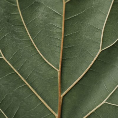 Closeup of a green leaf showing detailed veins and textures