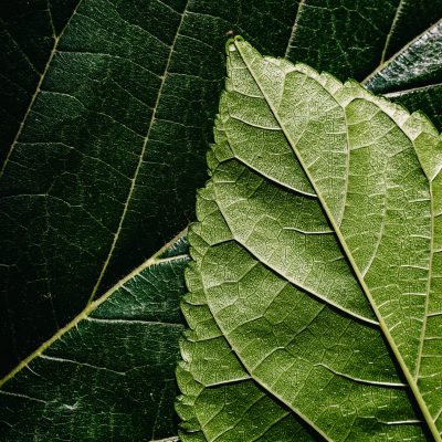 Macro of the underside or abaxial face and beam of mulberry leaves, green background of nature leaves.